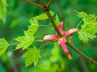 Junger Ahorn Austrieb aus dem Boden